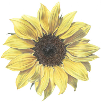 Sunflower pencil drawing